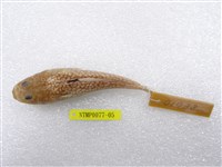 藏品(日本瞻星魚)的圖片